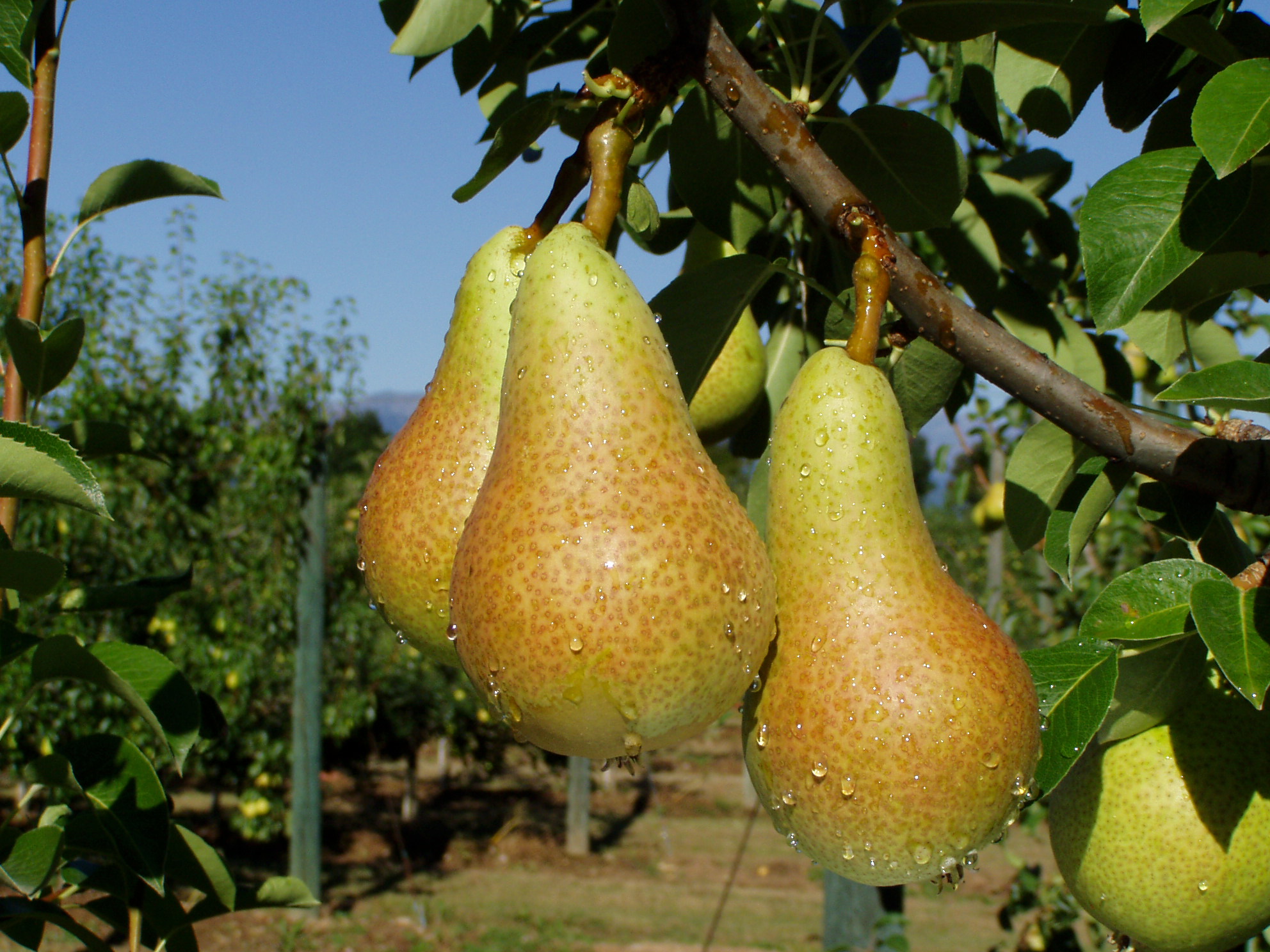 pere