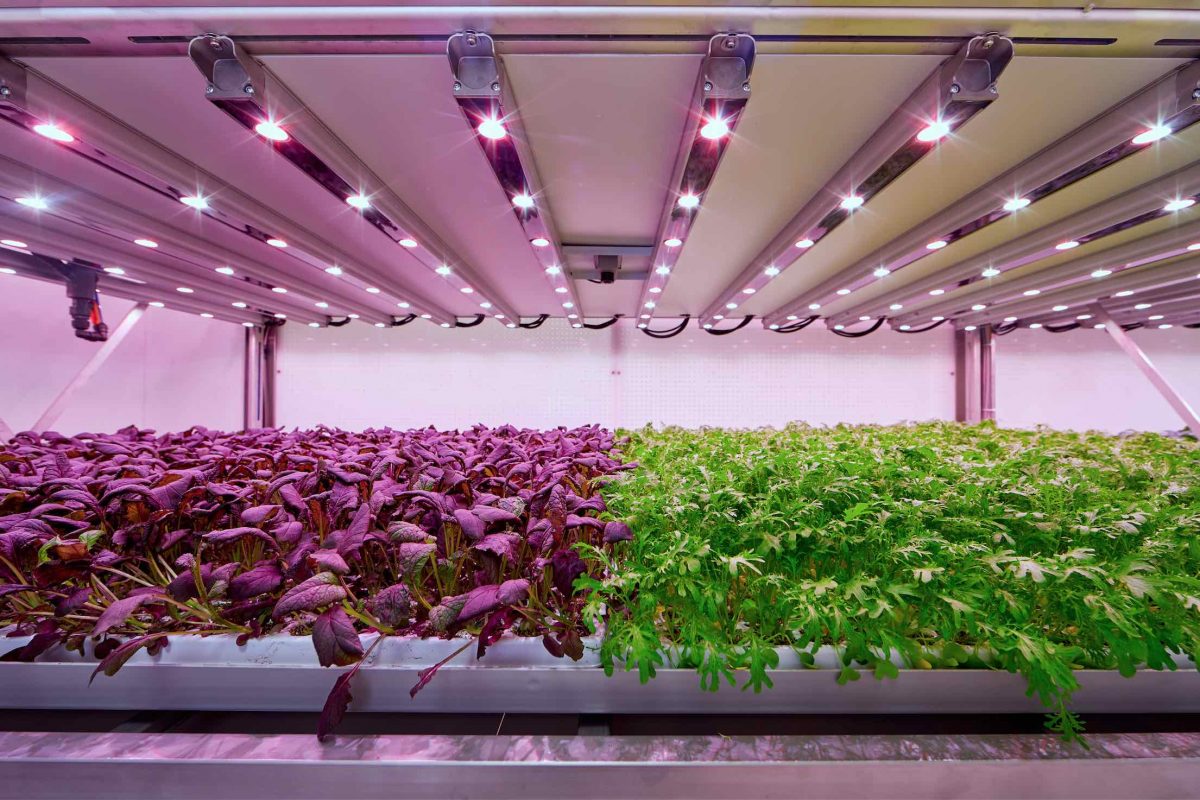 Planet-Farms-Milano-vertical-farming