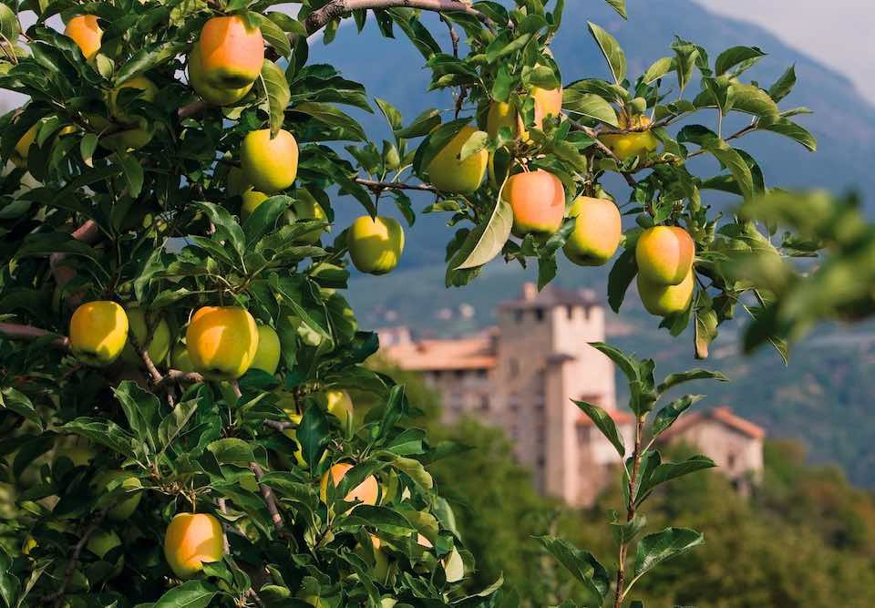 Pomaria