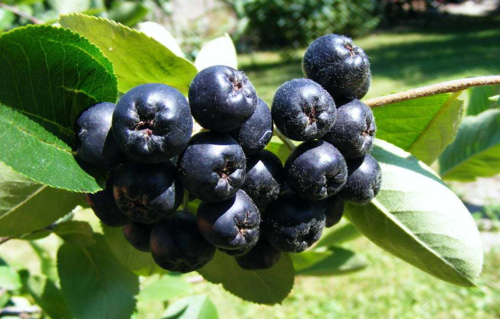 Aronia Azienda Martelli