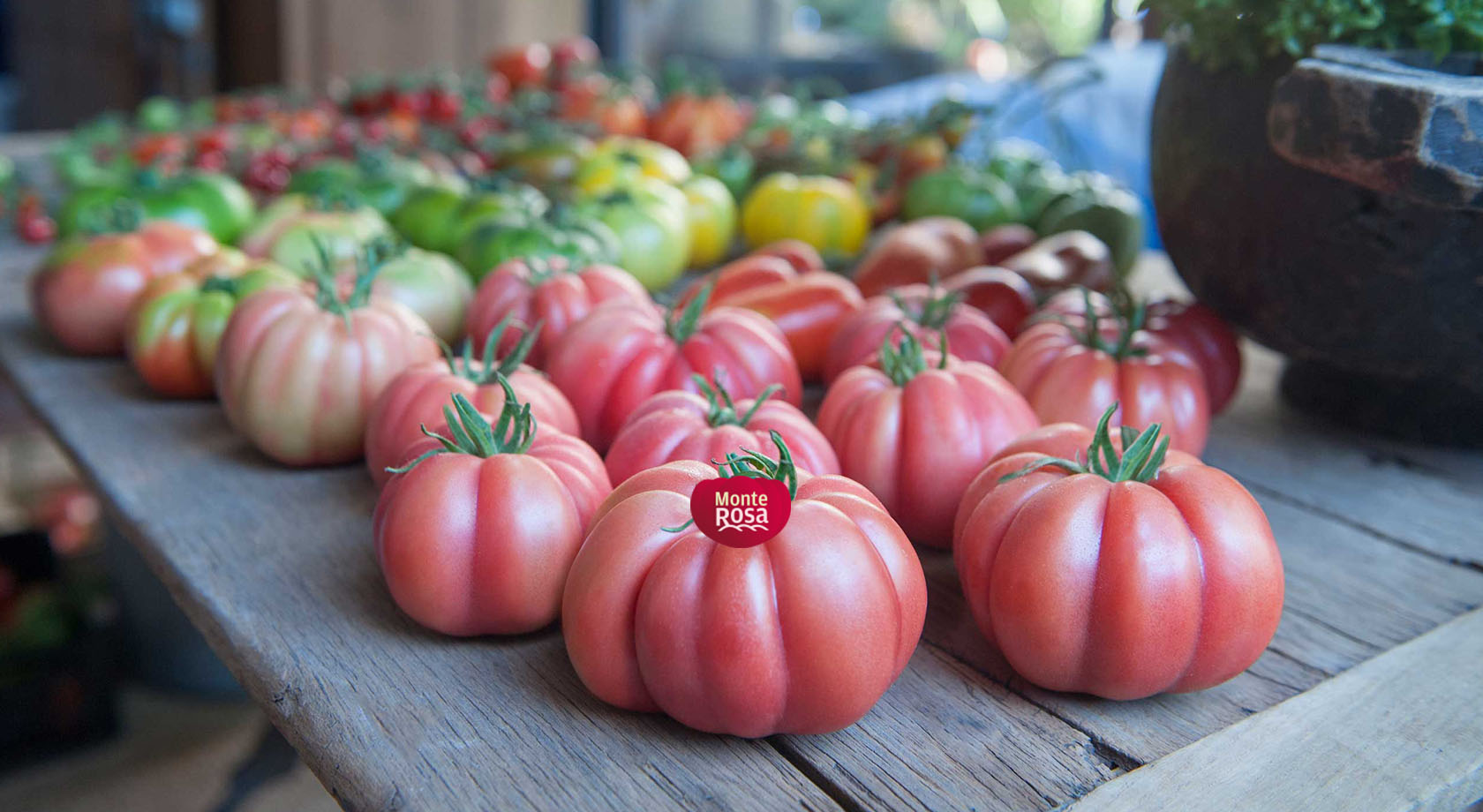 Pomodoro Monterosa