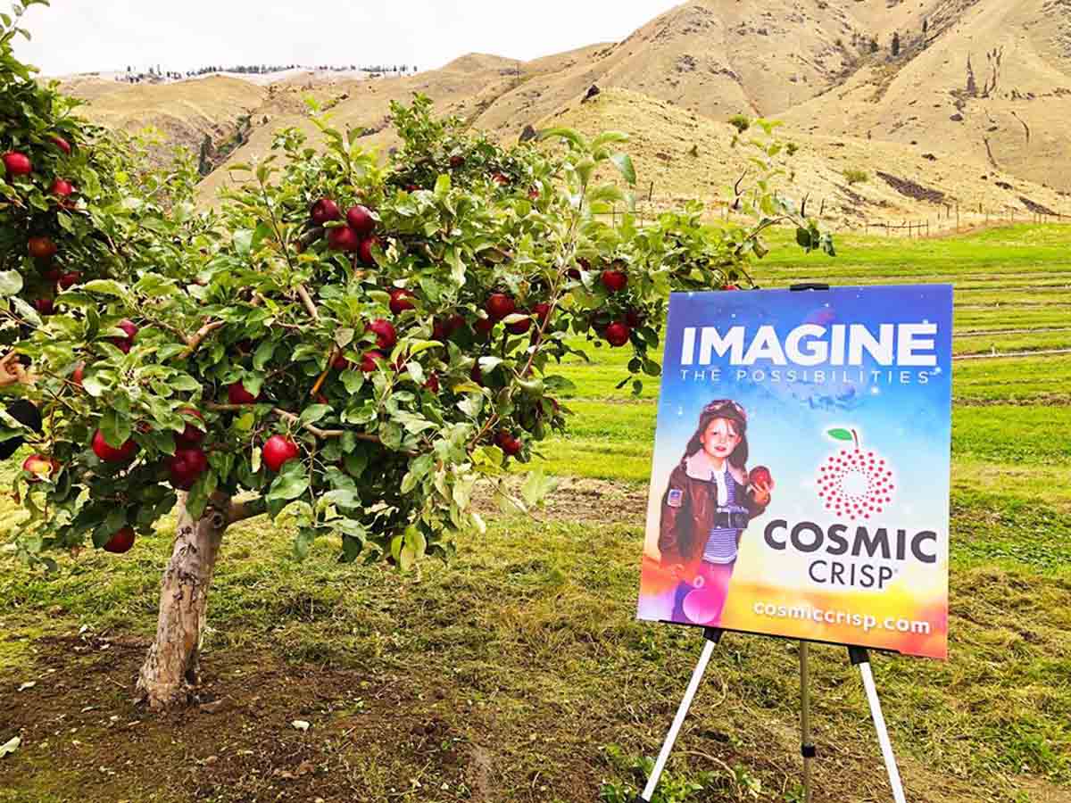 Cosmic Crisp