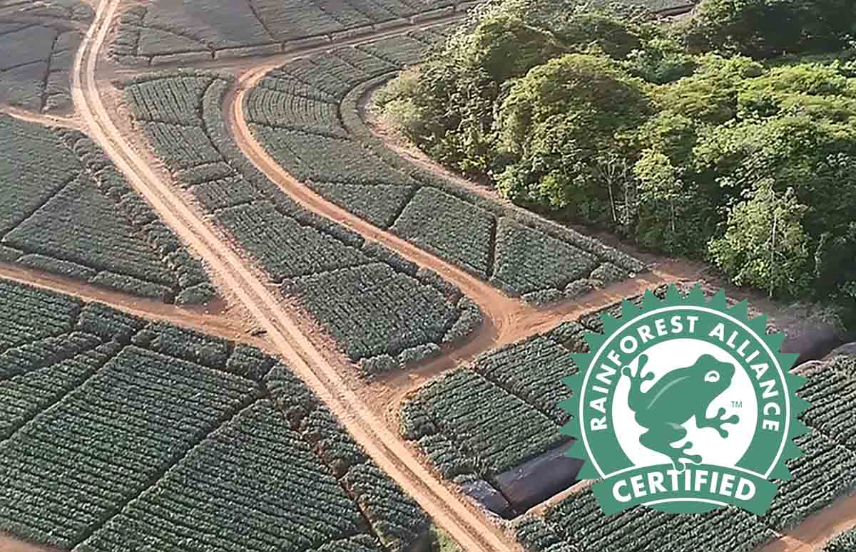 Fyffes Anexco