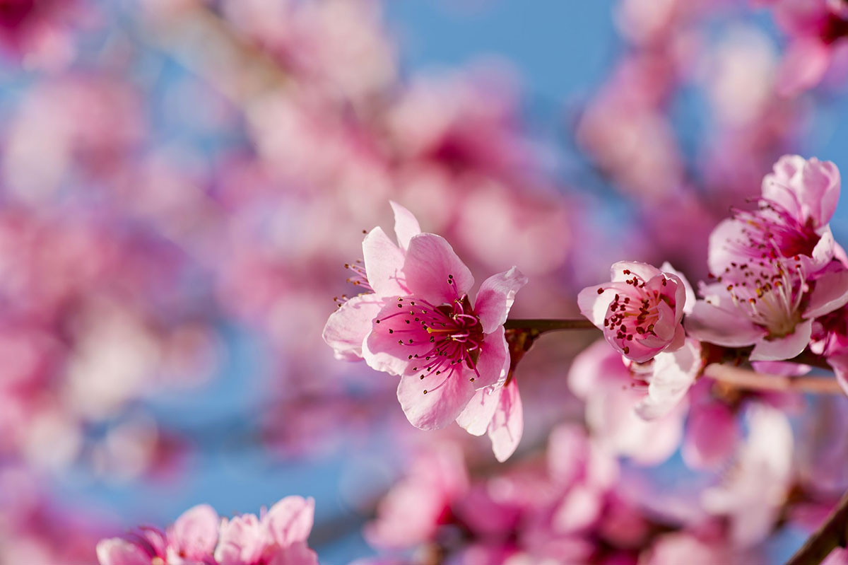 primavera anticipata