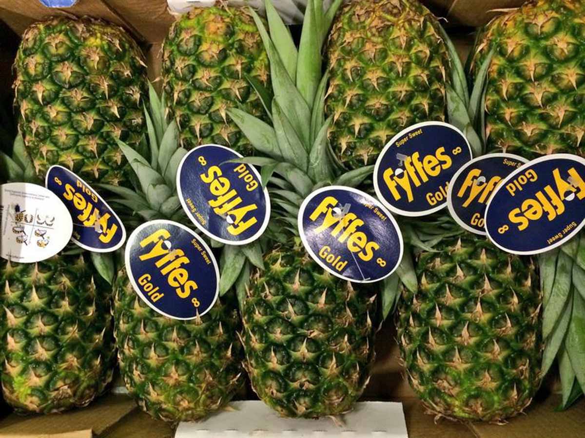 Fyffes Anexco