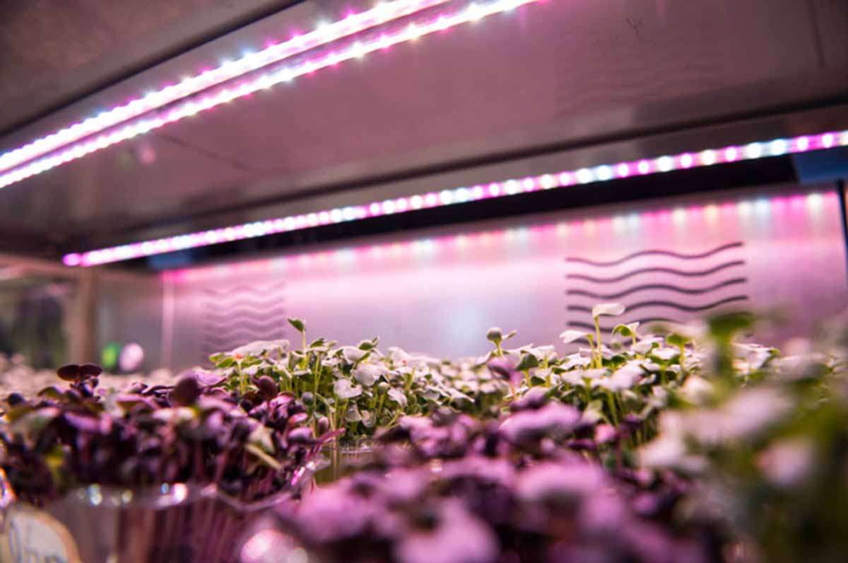 Grow Unit Cefla Masterchef