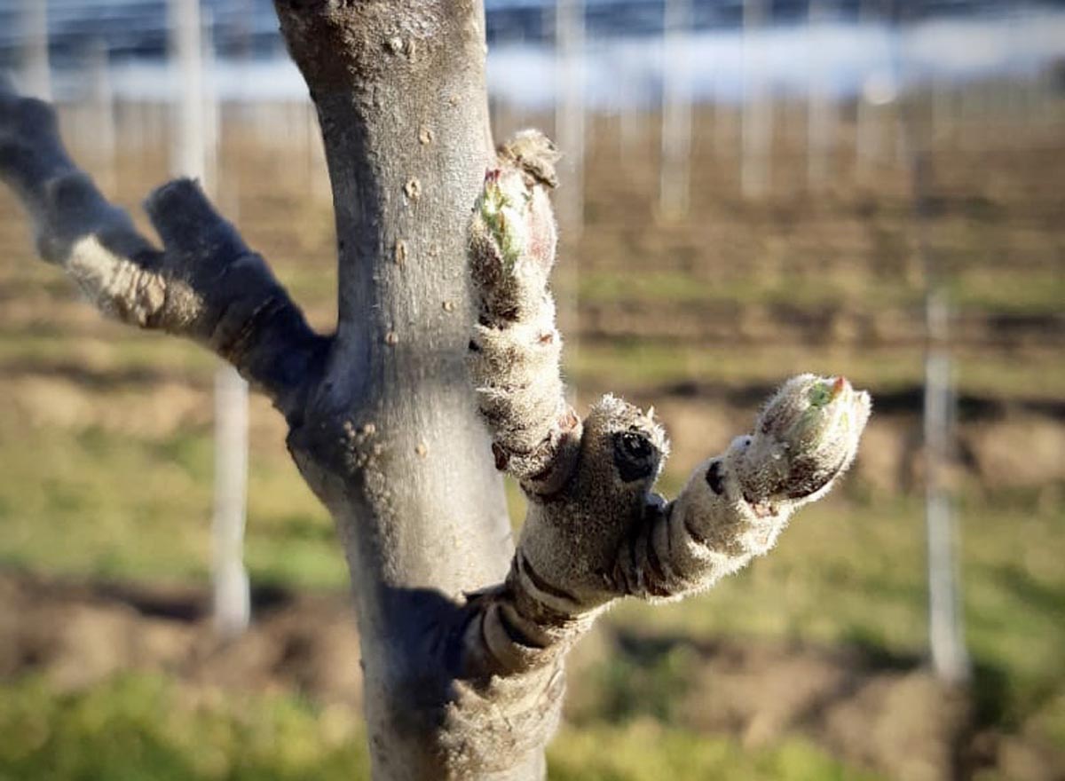 primavera anticipata