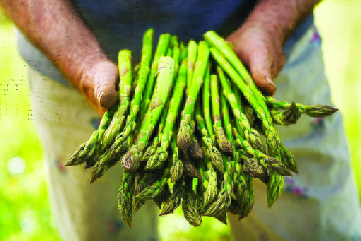 asparagi Alce Nero