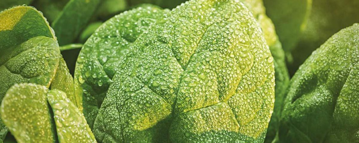 Boscolo-Cultiva-insalate-baby-2020