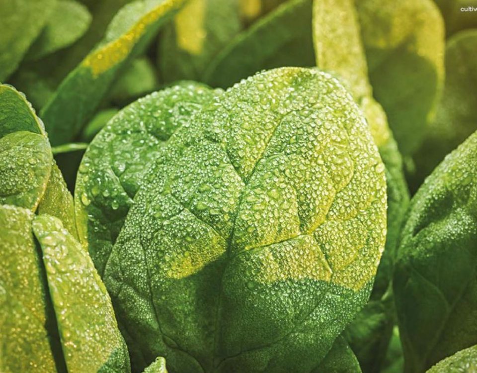 Boscolo-Cultiva-insalate-baby-2020