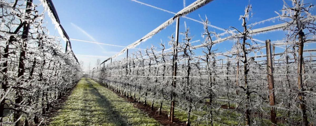Gelata-Friuli-meli-Pomis-2020-03-24