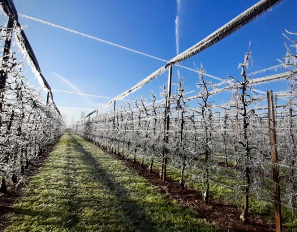 Gelata-Friuli-meli-Pomis-2020-03-24