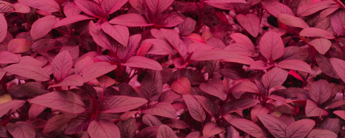 Signify-Planet-Farms-vertical-farming-amaranto