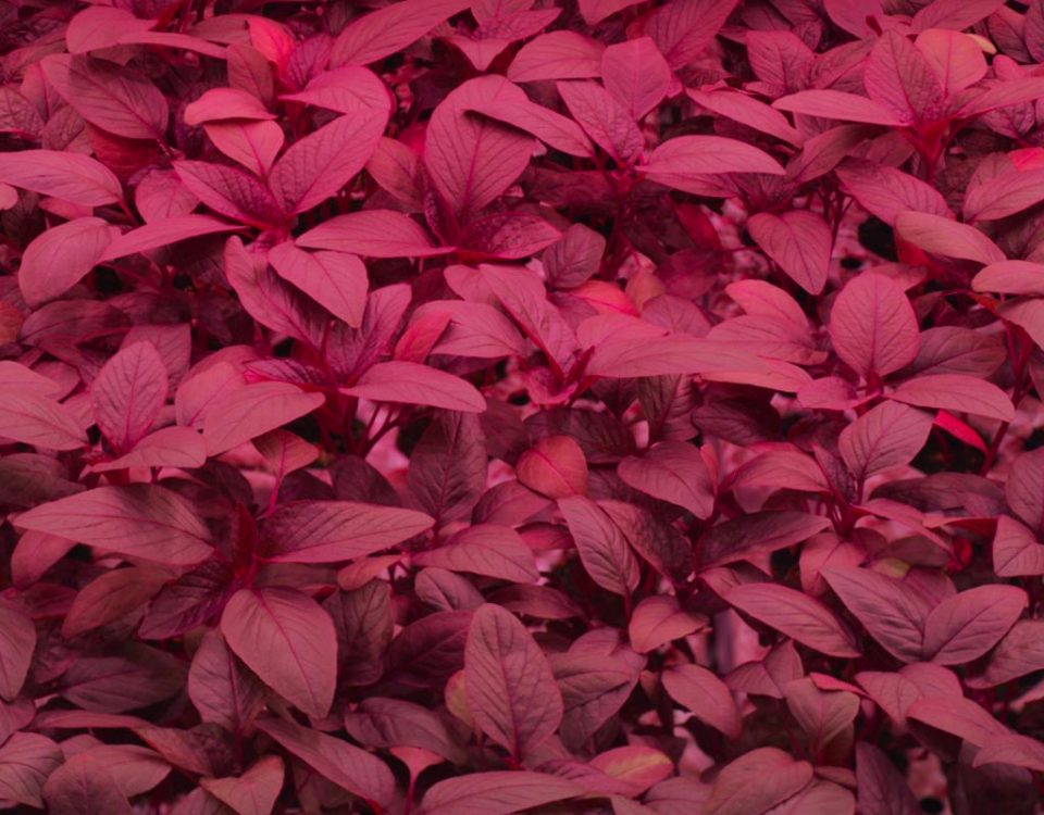 Signify-Planet-Farms-vertical-farming-amaranto