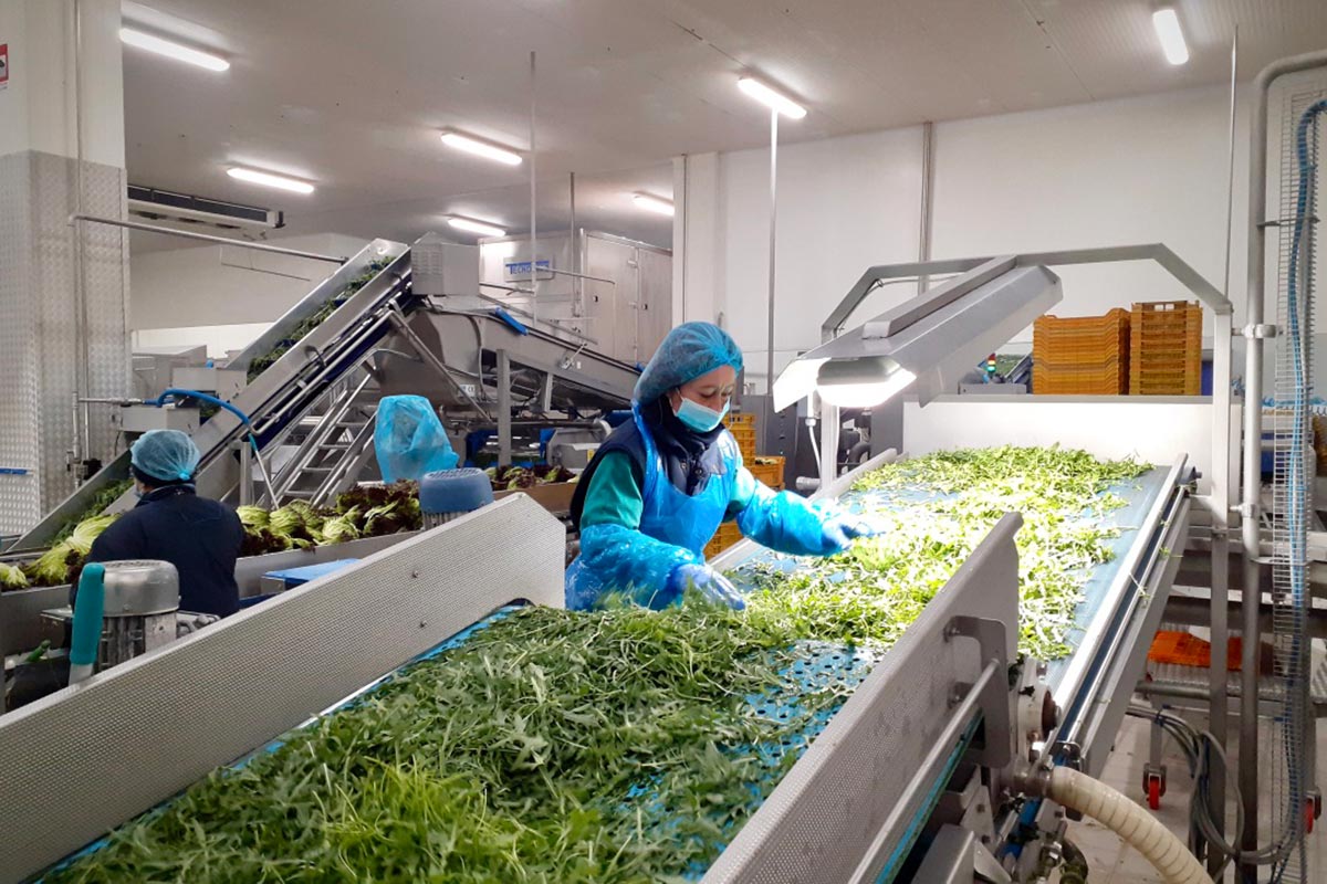 La-Linea-Verde-linea-rucola-Manerbio