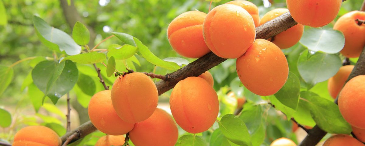 apricots-albicocche