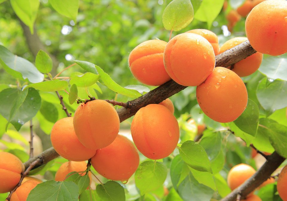 apricots-albicocche