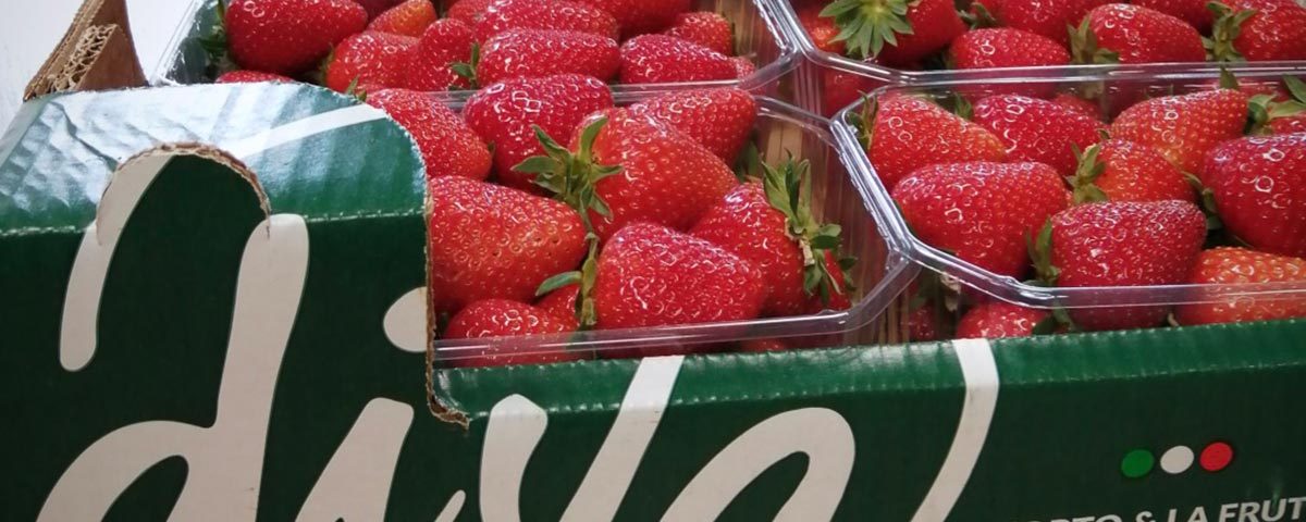 Apo-scaligera-fragole-Diva-Callas