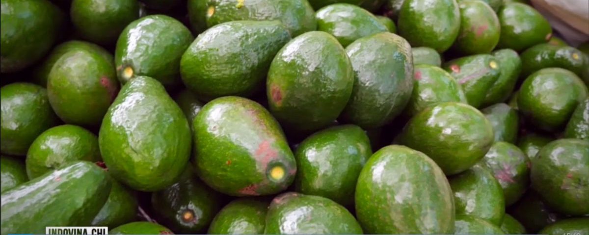 L-avocado-del-diavolo-McGarlet