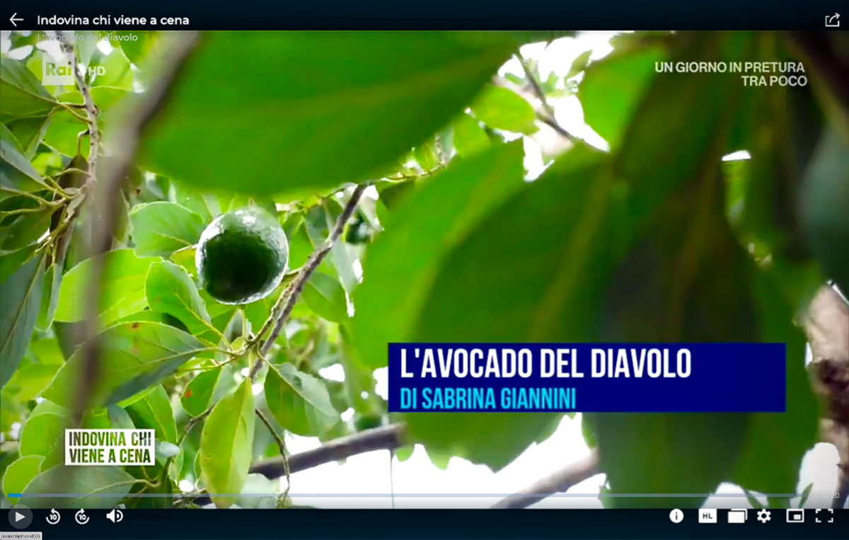 avocado L-avocado-del-diavolo-indovina-chi-viene-a-cena