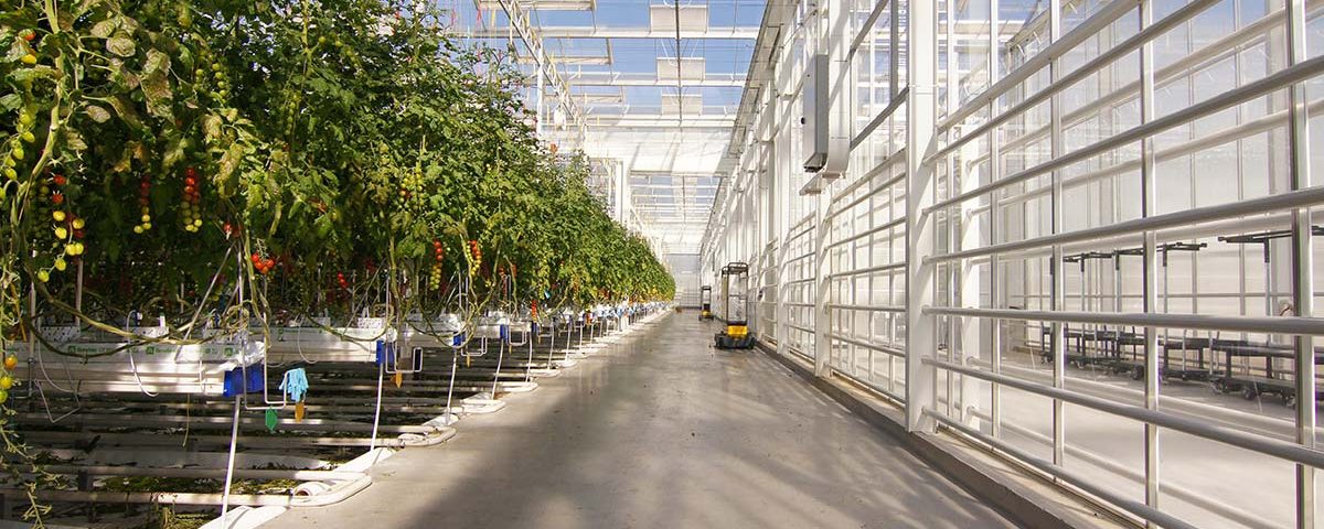 Pomodoro-Syngenta-Tomato-Vision-interno