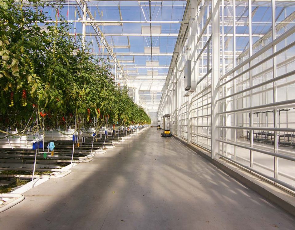 Pomodoro-Syngenta-Tomato-Vision-interno
