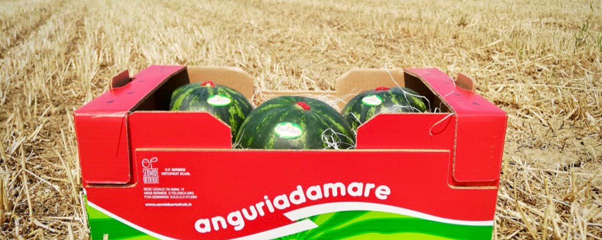Anguria-Anguriadamare-Nadalini-OP-Sermide-Ortofruit-midi