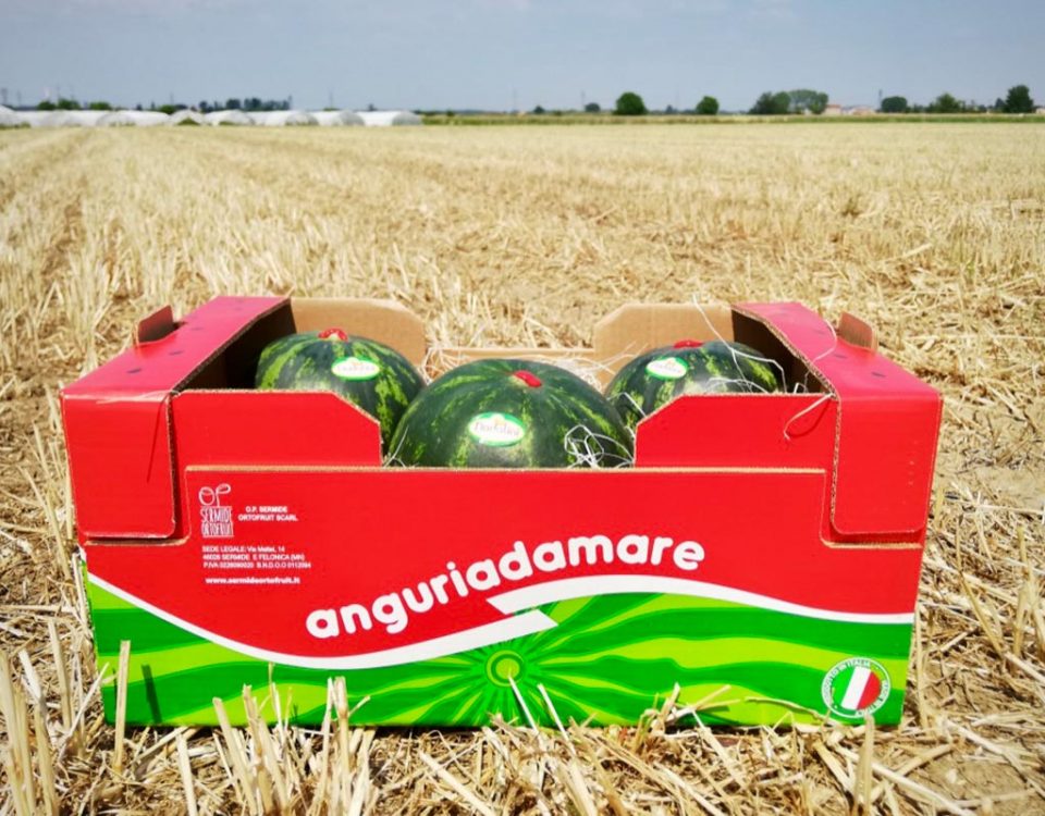 Anguria-Anguriadamare-Nadalini-OP-Sermide-Ortofruit-midi