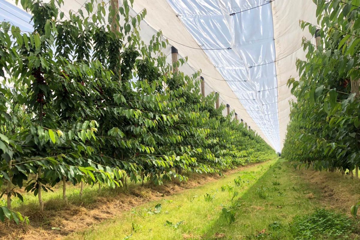 Rivoira-ciliegie-frutteti-2020