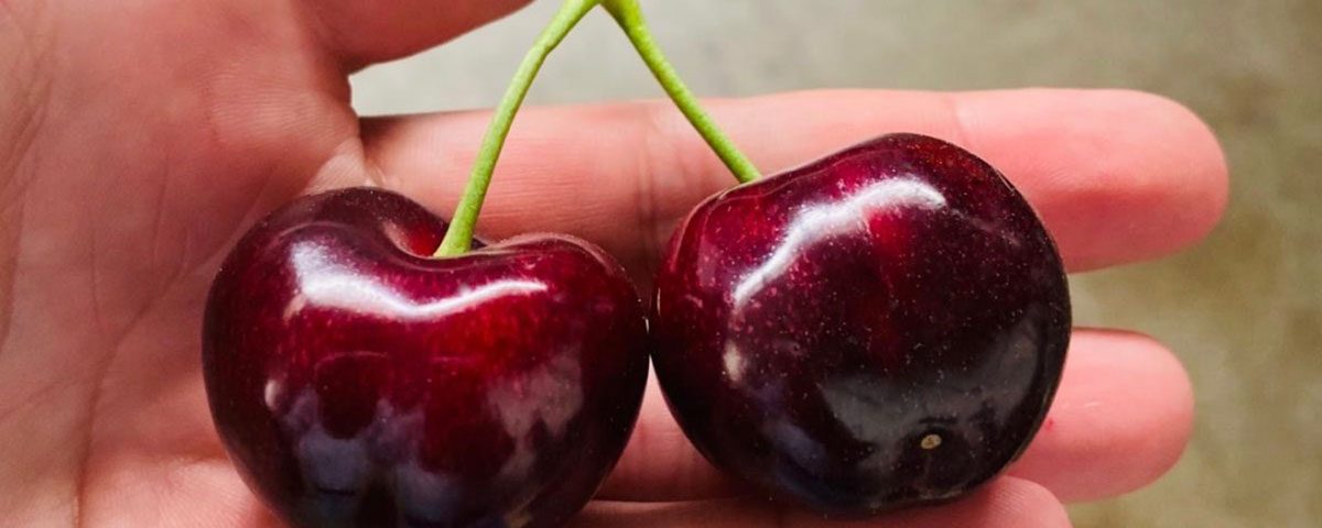 Rivoira-ciliegie-frutti-2020