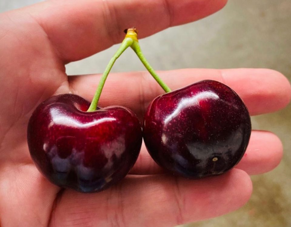 Rivoira-ciliegie-frutti-2020
