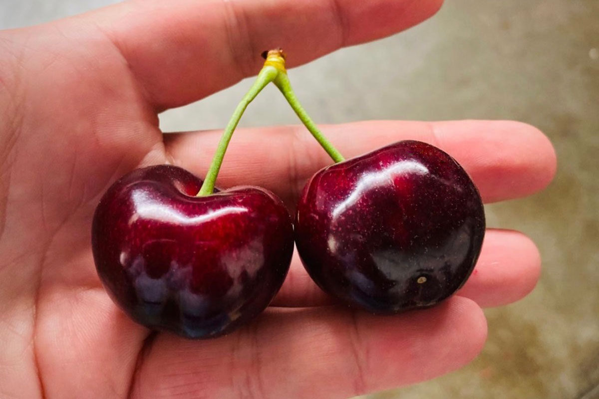 Rivoira-ciliegie-frutti-2020