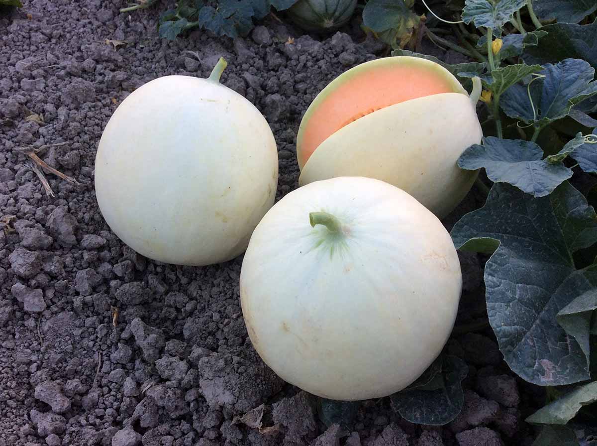 melone Dolcir F1