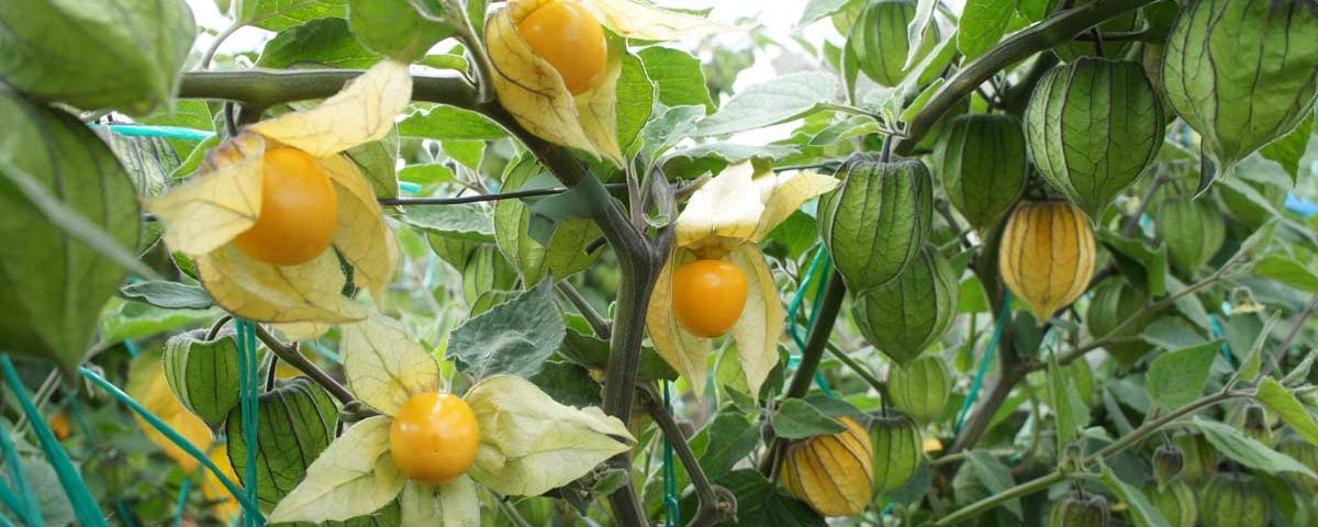 goldenberries