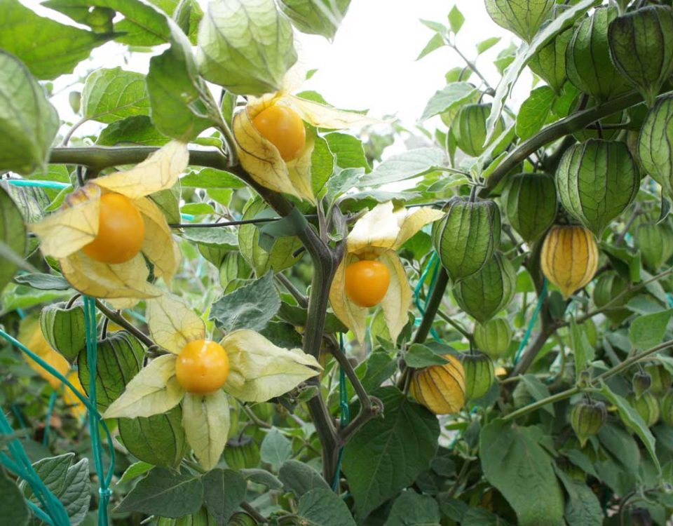goldenberries