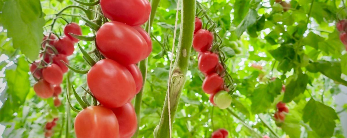 Pomodoro-crisi-Pavan-serre