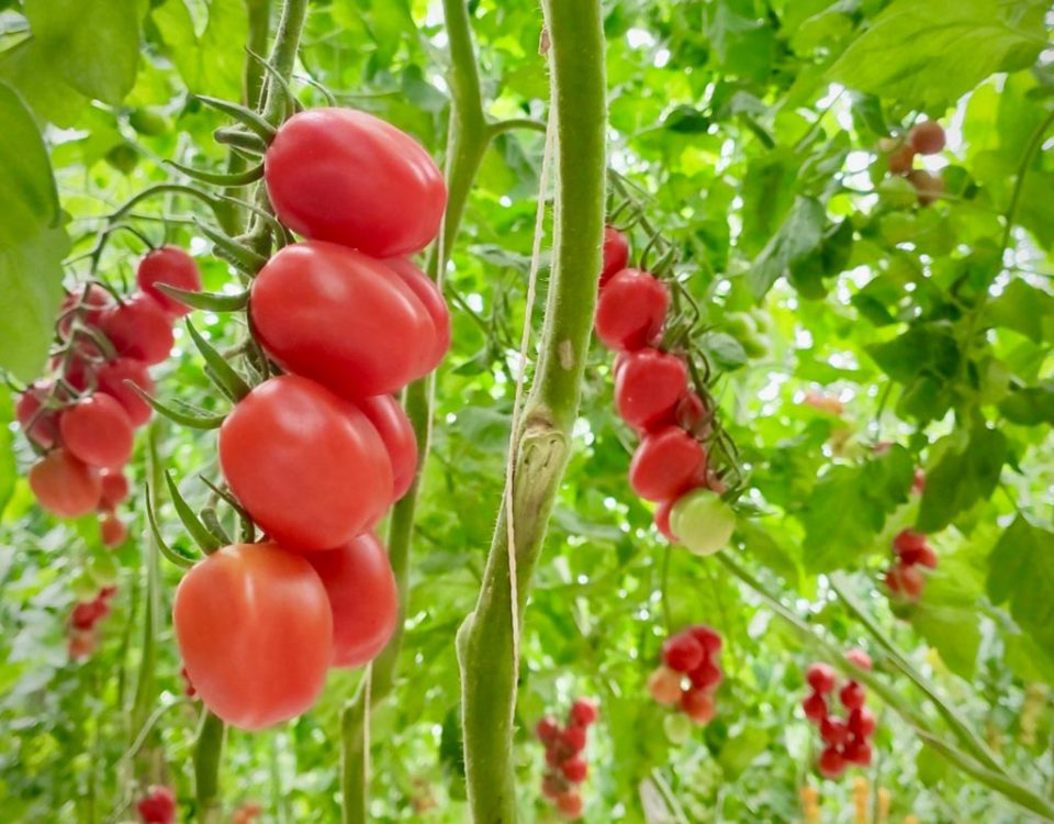 Pomodoro-crisi-Pavan-serre