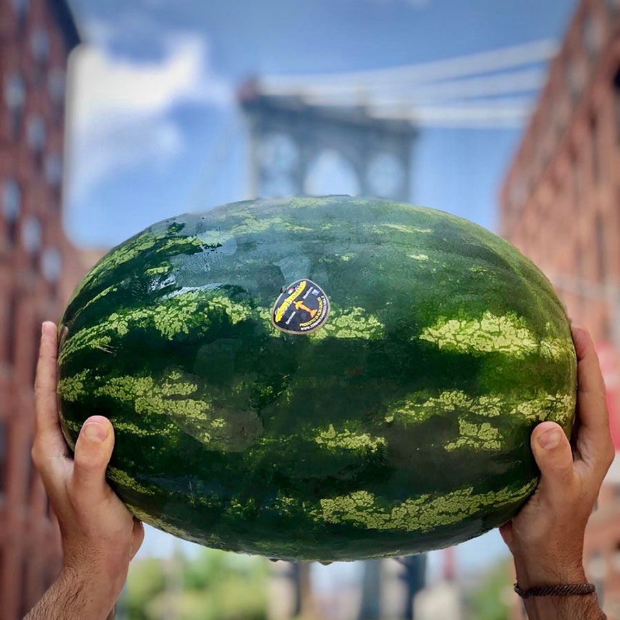 Zerbinati-Anguria-New-York-2020