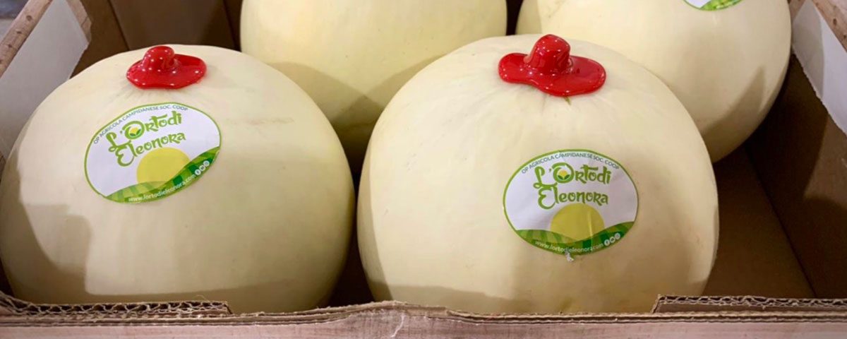 Melone-liscio-orto-eleonora-campidanese
