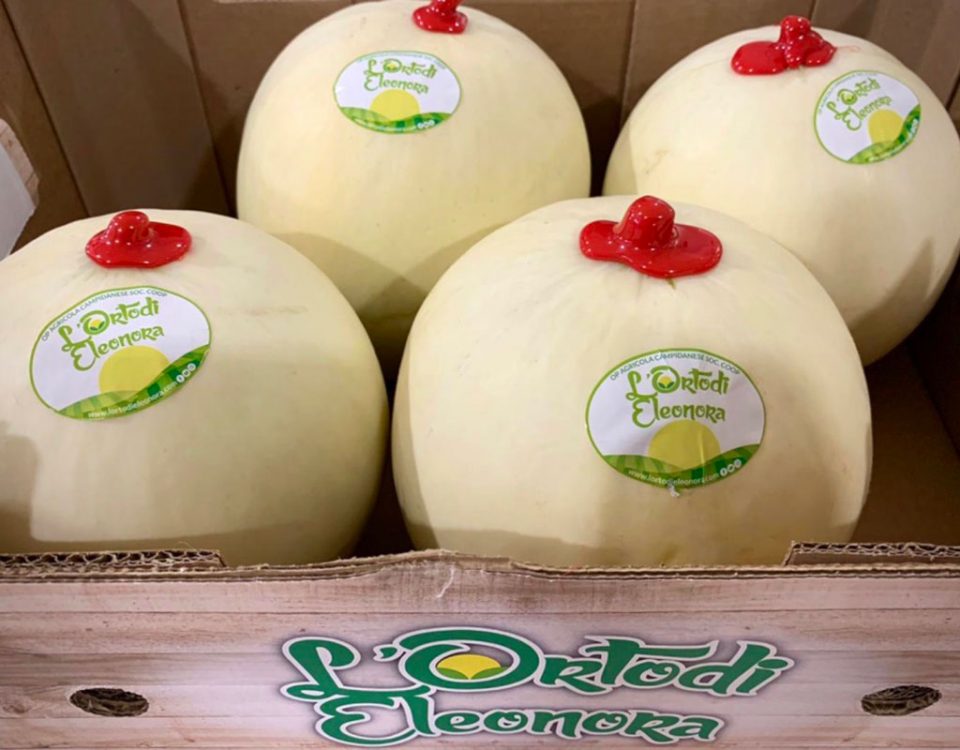 Melone-liscio-orto-eleonora-campidanese