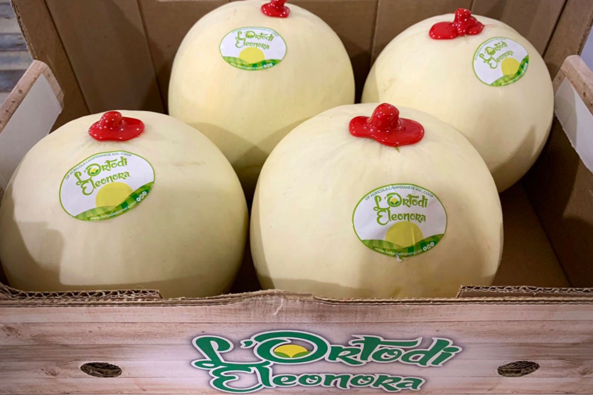 Melone-liscio-orto-eleonora-campidanese