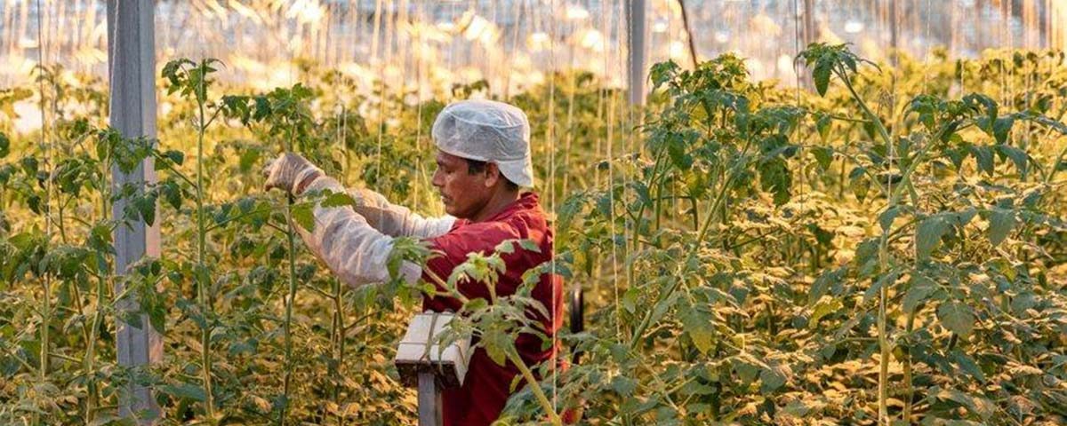 Gandini-pomodori-operatore-in-serra-tecnologica-luce-artificiale-2020