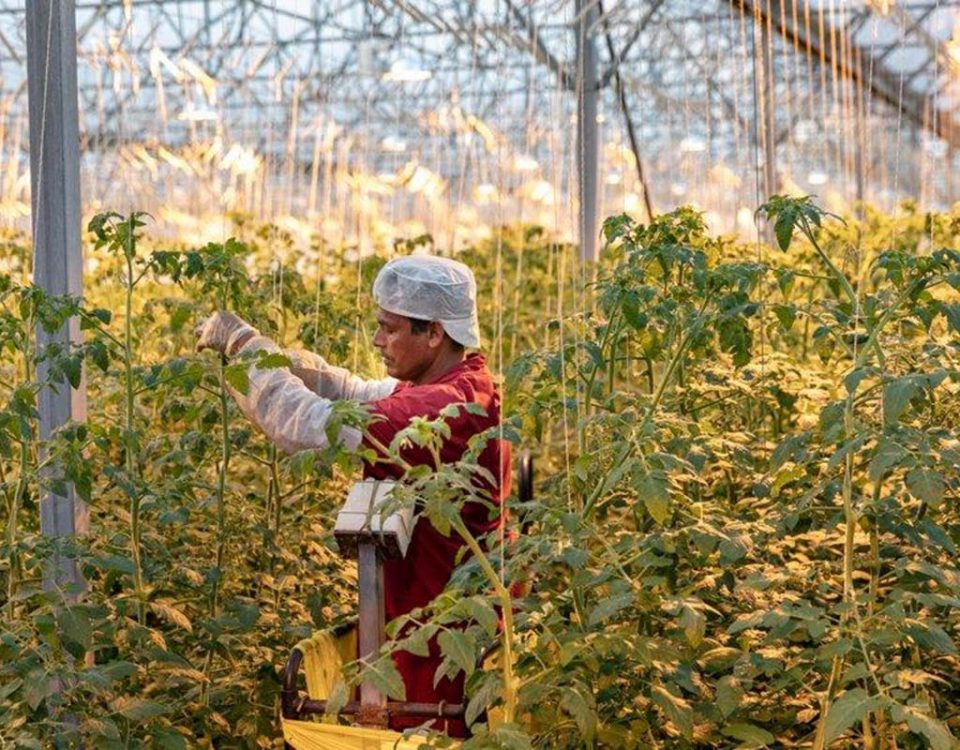 Gandini-pomodori-operatore-in-serra-tecnologica-luce-artificiale-2020