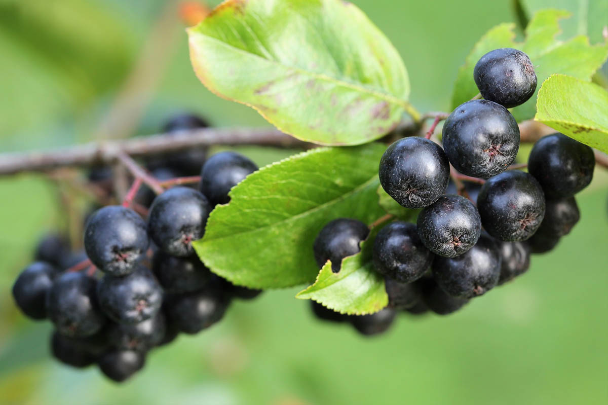 frutta esotica