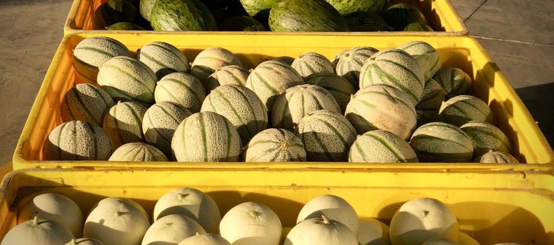 Agricola-Don-Camillo-meloni-Sicilia-novembre