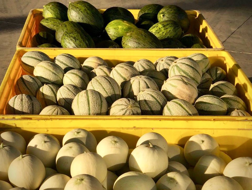 Agricola-Don-Camillo-meloni-Sicilia-novembre