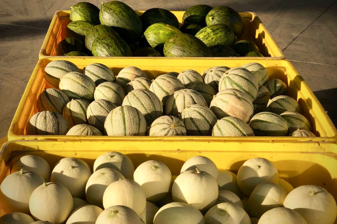 Agricola-Don-Camillo-meloni-Sicilia-novembre