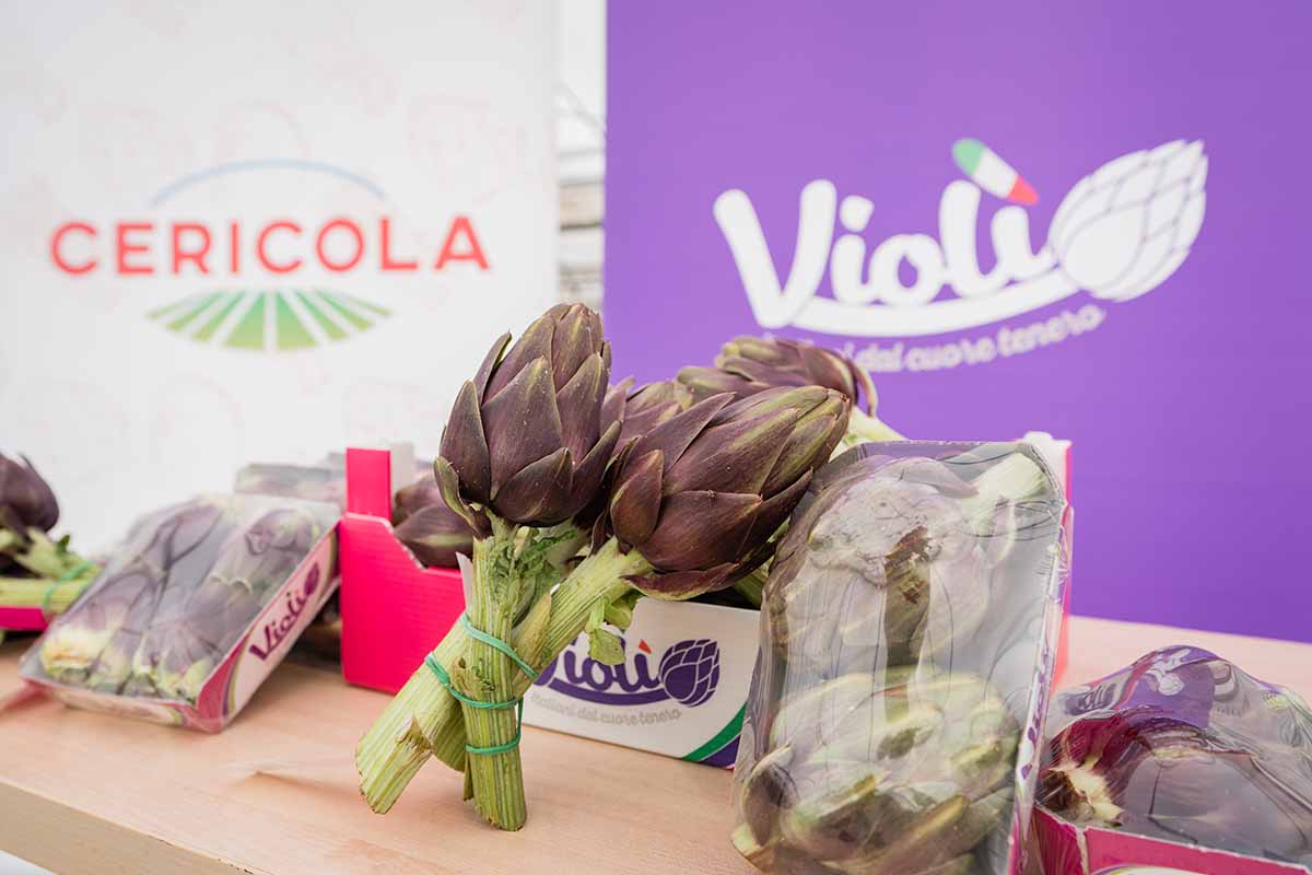 Cericola carciofo Violì