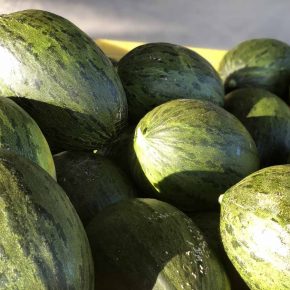 Agricola-Don-Camillo-meloni