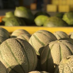 Agricola-Don-Camillo-meloni